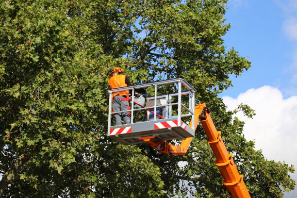 Tree Root Removal in Lanse, MI